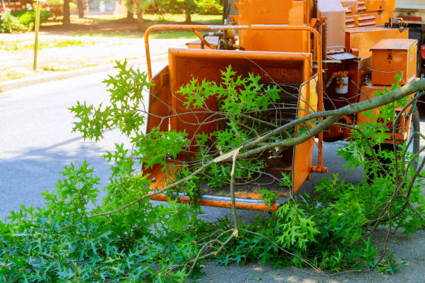 Best Tree Removal Contractors  in USA